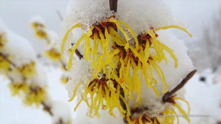 Nova zahrada - hamamel